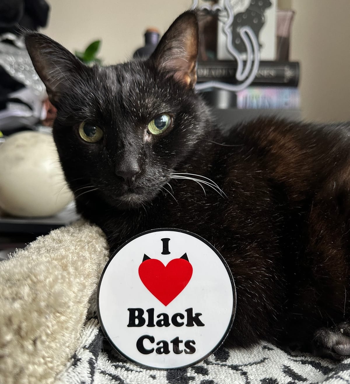 Black cat merch & more